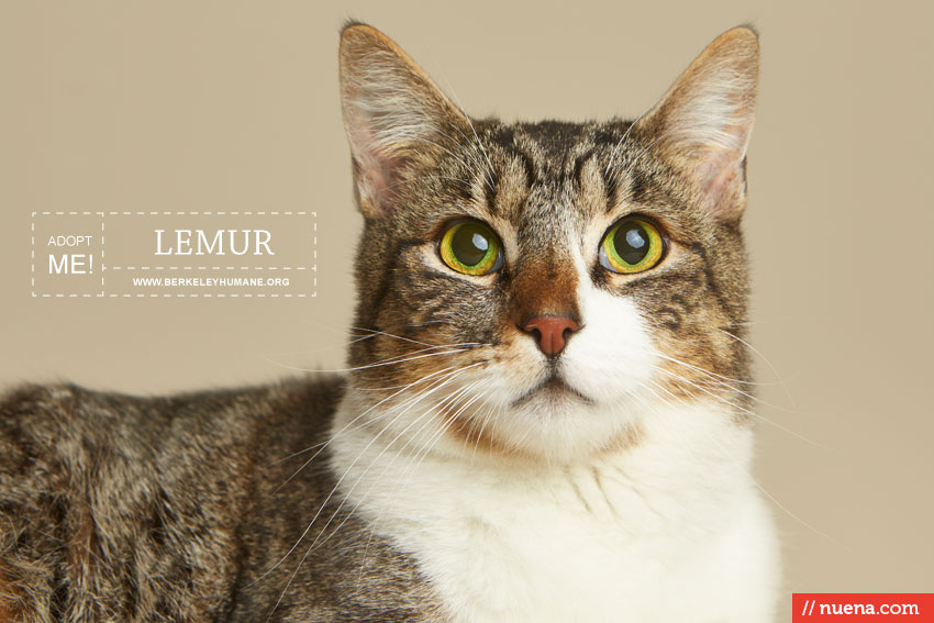 Rescue Cat Photographer - Berkeley Humane | Kira Stackhouse