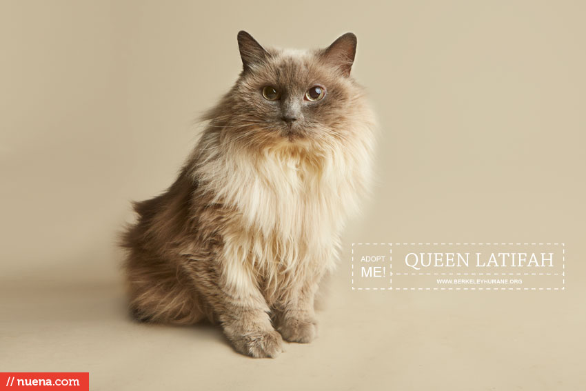 Cat Photographer - Berkeley Humane | Nuena Photography