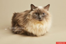 Cat Photographer - Berkeley Humane | Nuena Photography