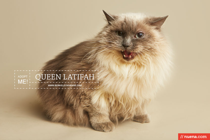 Bay Area Cat Photographer - Berkeley Humane | Kira Stackhouse