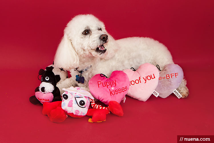 K9 Scrub Club - Valentine's Pop-Up Studio | Nuena Photography