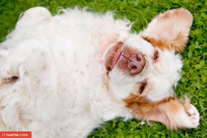 Daily Dog - Lizzie the Clumber Spaniel | Nuena Photography by Kira Stackhouse