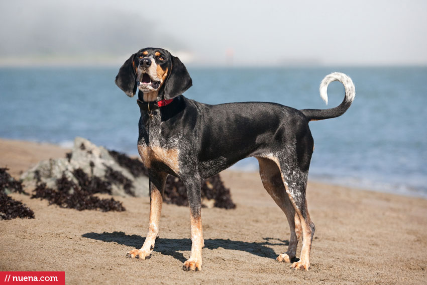 Daily Dog - Bluetick Coonhound | Best Pet Photographer Bay Area | Nuena Photography
