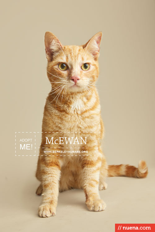 Cat Photographer - Berkeley Humane | Nuena Photography