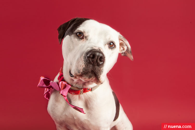 Studio Dog Photographer | Berkeley Humane Society | Nuena Pet Photography