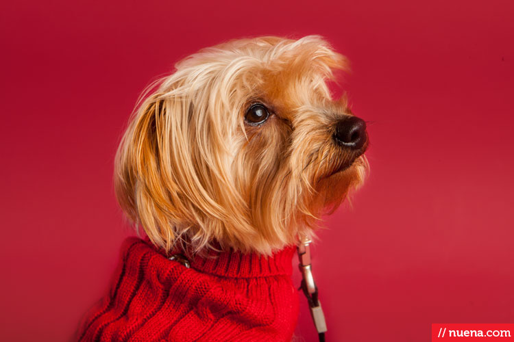 Studio Dog Photographer - Yorkie | Berkeley Humane Society | Nuena Pet Photography