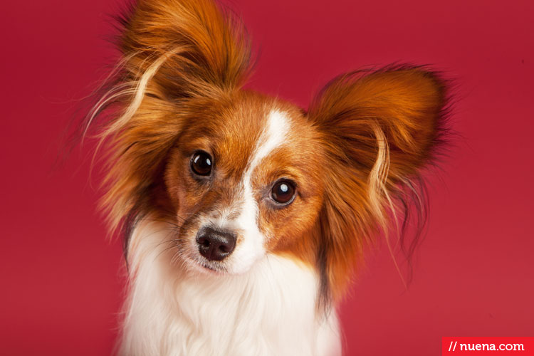 Studio Dog Photographer - Papillon | Berkeley Humane Society | Nuena Pet Photography