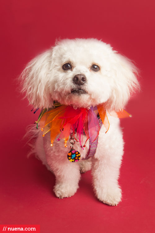 Studio Dog Photographer | Berkeley Humane Society | Nuena Pet Photography