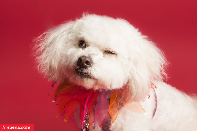 Studio Dog Photographer | Berkeley Humane Society | Nuena Pet Photography