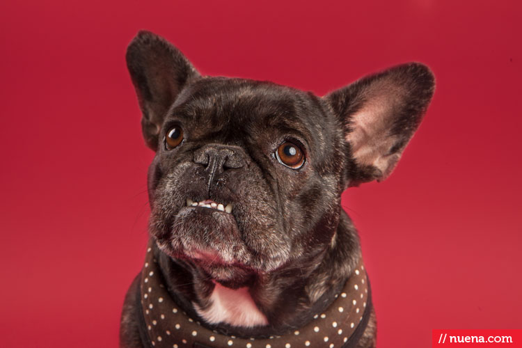 Studio Dog Photographer | Berkeley Humane Society | Nuena Pet Photography