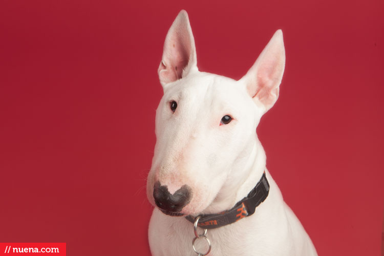 Studio Dog Photographer - Bull Terrier | Berkeley Humane Society | Nuena Pet Photography