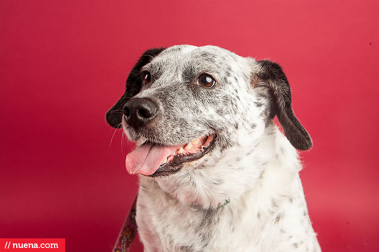 Studio Dog Photographer | Berkeley Humane Society | Nuena Pet Photography