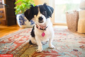 Oakland Dog Photographer - Papillon Mix | Kira Stackhouse