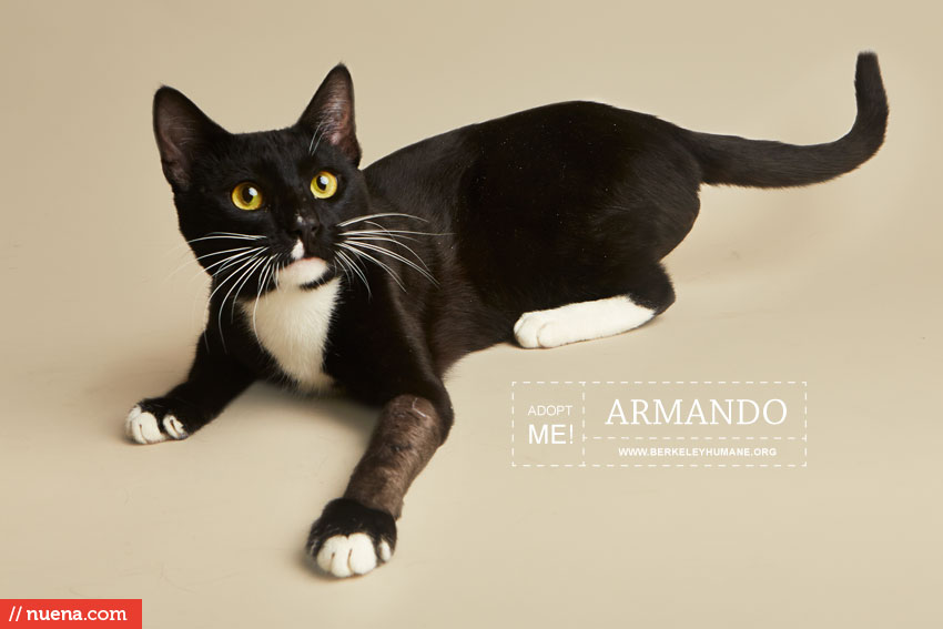 Rescue Cat Photographer - Berkeley Humane | Nuena Photography by Kira Stackhouse