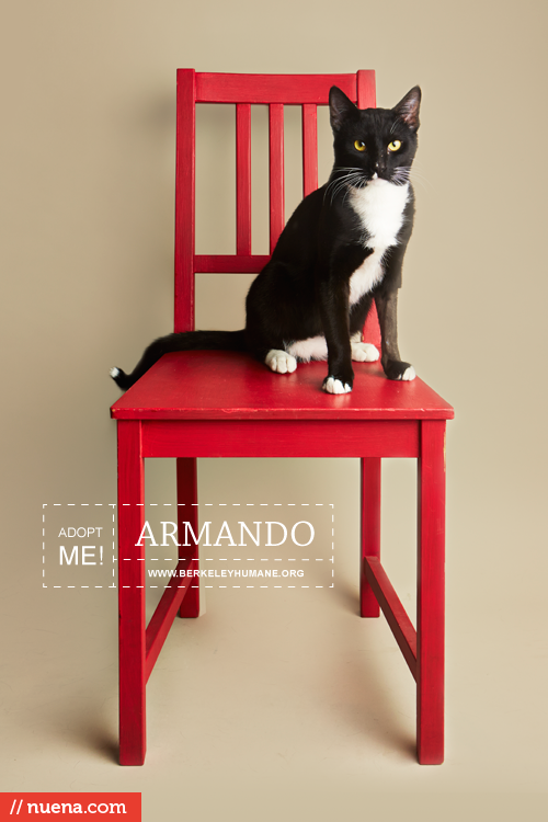 Rescue Cat Photographer - Berkeley Humane | Nuena Photography by Kira Stackhouse