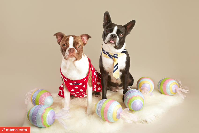 Professional Dog Photographer - Easter Boston Terrier | Kira Stackhouse