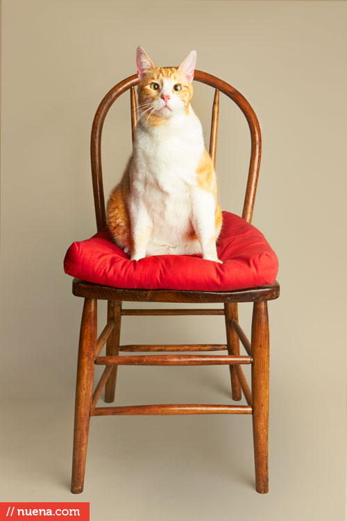 San Francisco Bay Area Cat Photographer - Finn | Kira Stackhouse