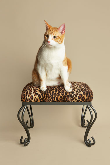 Best Pet Photographer - Cats on Chairs | Nuena Photography by Kira Stackhouse