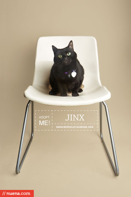 Rescue Cat Photographer - Berkeley Humane | Nuena Photography by Kira Stackhouse