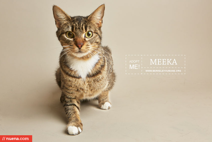 Rescue Cat Photographer - Berkeley Humane | Nuena Photography by Kira Stackhouse