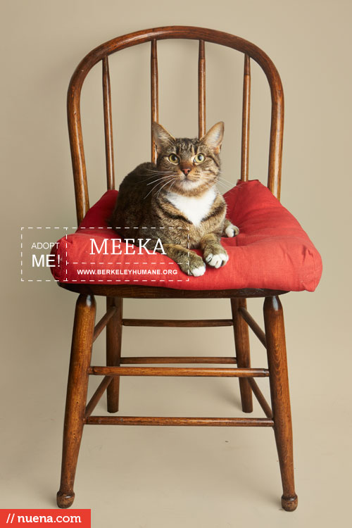 Rescue Cat Photographer - Berkeley Humane | Nuena Photography by Kira Stackhouse