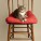 Best Pet Photographer - Cats on Chairs | Nuena Photography by Kira Stackhouse thumbnail