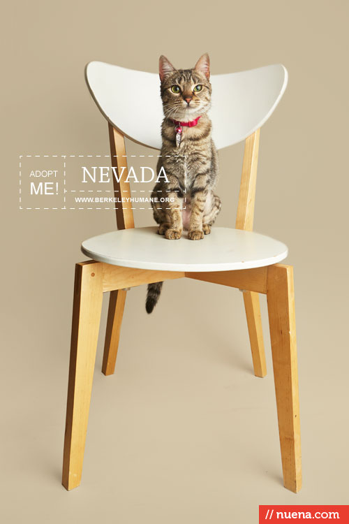 Rescue Cat Photographer - Berkeley Humane | Nuena Photography by Kira Stackhouse