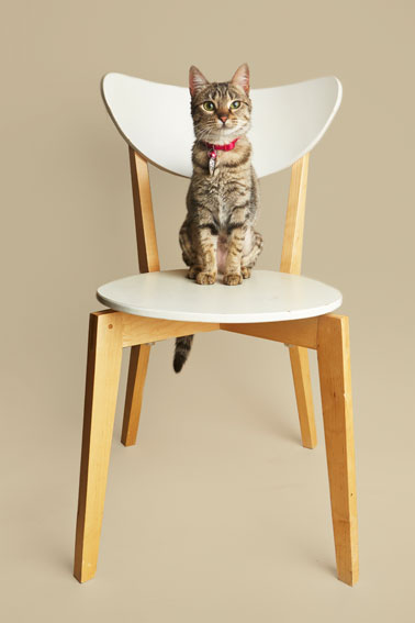 Best Pet Photographer - Cats on Chairs | Nuena Photography by Kira Stackhouse