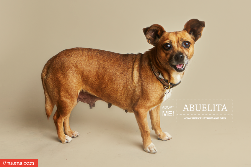 Rescue Dog Photographer - Berkeley Humane | Nuena Photography by Kira Stackhouse