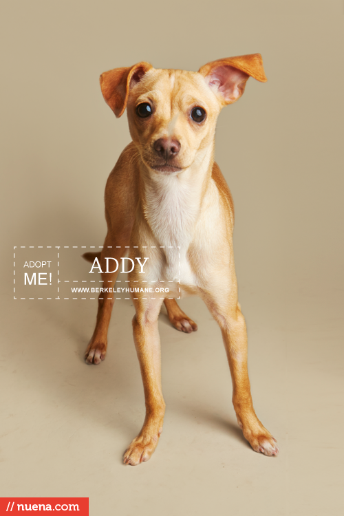 Rescue Dog Photographer - Berkeley Humane | Nuena Photography by Kira Stackhouse