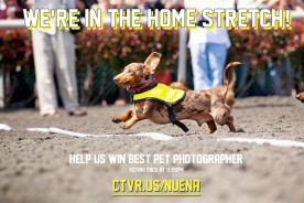 Bay Area A-List - Best Pet Photographer | Nuena Photography