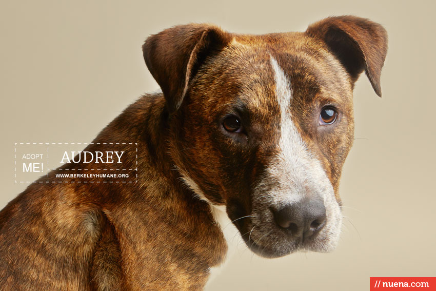 Rescue Dog Photographer - Berkeley Humane | Nuena Photography by Kira Stackhouse