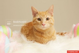 Professional Rescue Cat Photographer - Berkeley Humane | Kira Stackhouse