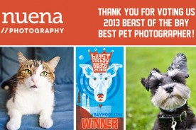 Bay Woof Beast of the Bay Awards - Nuena Photography Best Pet Photographer
