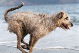Daily Dog - Bronte the Irish Wolfhound | Nuena Photography by Kira Stackhouse