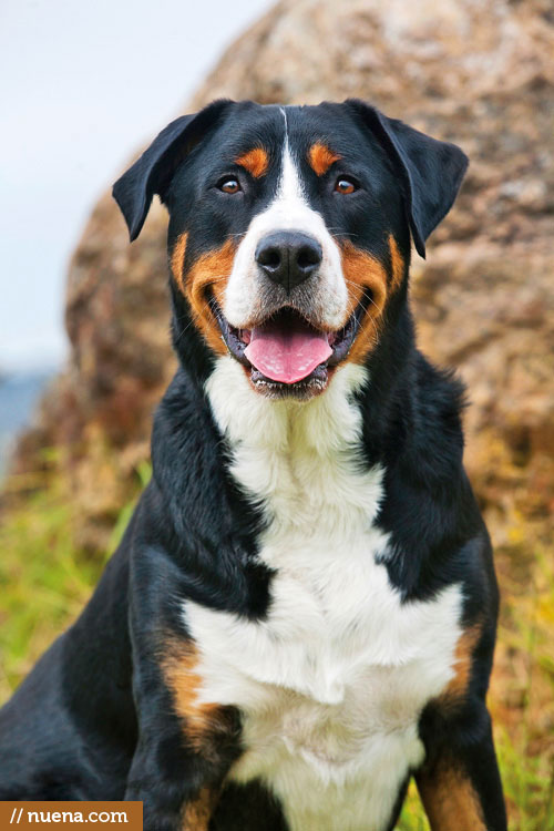 Daily Dog - Buddy the Greater Swiss Mountain Dog | Nuena Photography