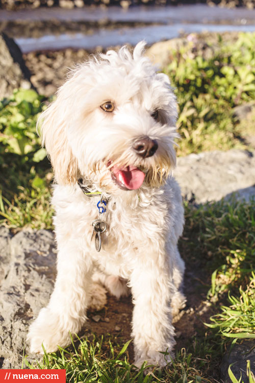 Oakland Dog Photographer - Point Isabel | Nuena Photography by Kira Stackhouse