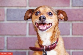 Daily Dog: Deuce the Chihuahua Mix | Nuena Photography by Kira Stackhouse