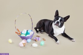 San Francisco Dog Photographer - Easter | Nuena Photography