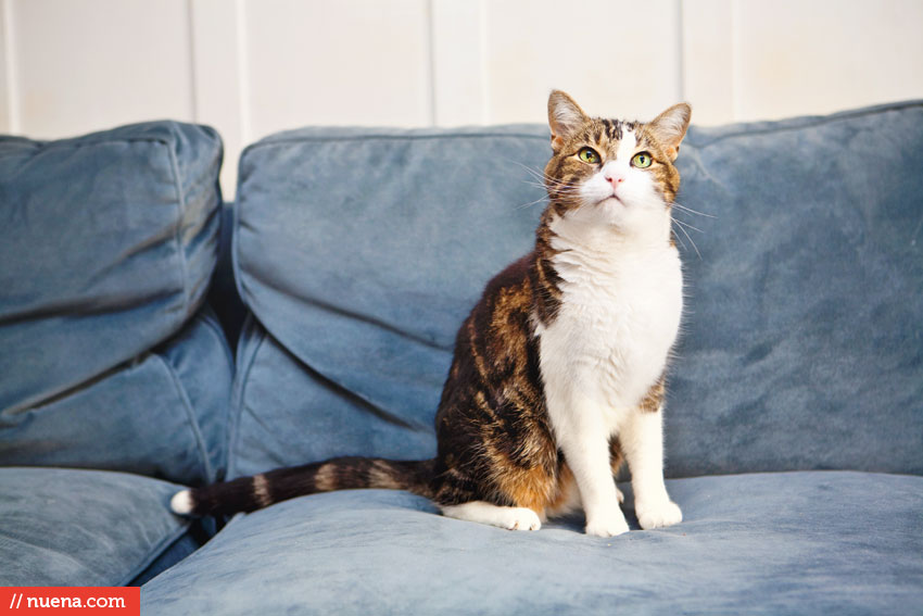 San Francisco Pet Photographer - Jose the Cat | Nuena Photography