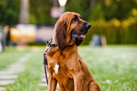 San Francisco Dog Photographer - Bloodhound | Kira Stackhouse
