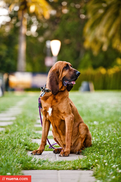 San Francisco Dog Photographer - Bloodhound | Kira Stackhouse