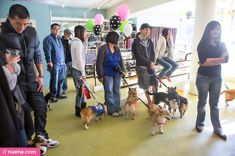 Dog Birthday Party - London the Corgi | Nuena Photography by Kira Stackhouse