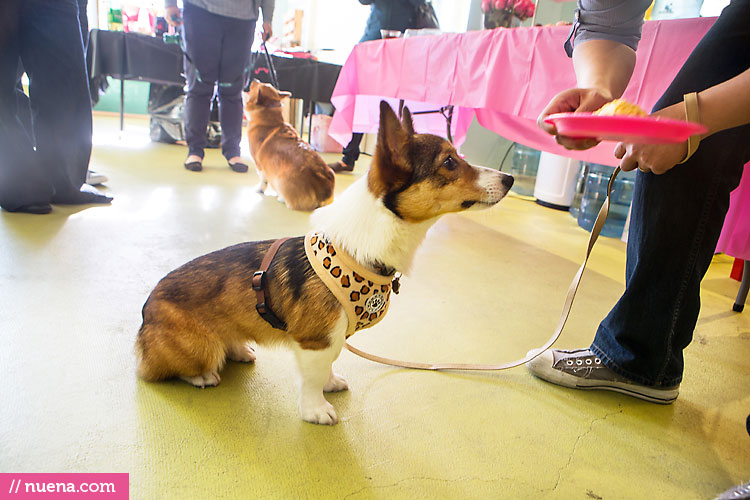 Dog Birthday Party - London the Corgi | Nuena Photography by Kira Stackhouse