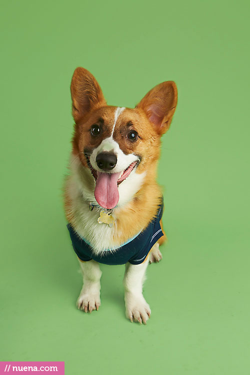 Studio Dog Photographer - Corgi | Nuena Photography by Kira Stackhouse