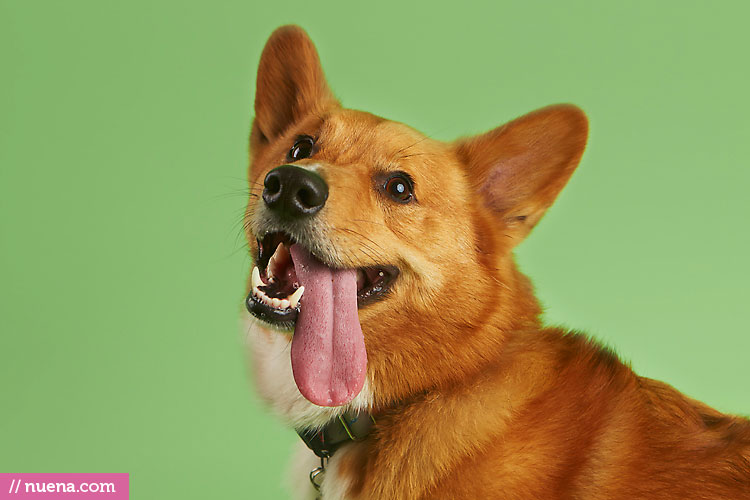 Studio Dog Photographer - Corgi | Nuena Photography by Kira Stackhouse