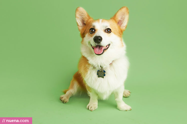 Studio Dog Photographer - Corgi | Nuena Photography by Kira Stackhouse