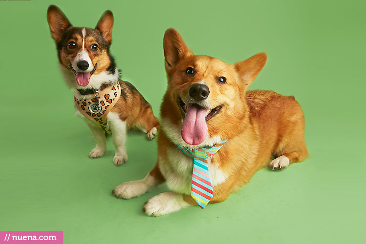 Studio Dog Photographer - Corgi | Nuena Photography by Kira Stackhouse