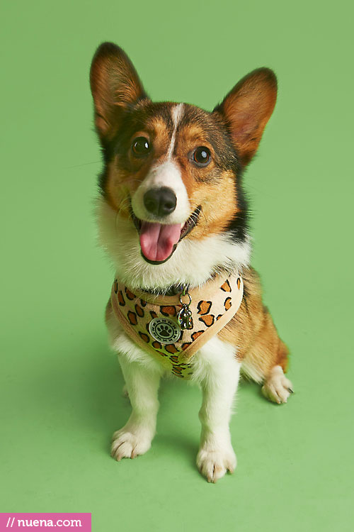 Studio Dog Photographer - Corgi | Nuena Photography by Kira Stackhouse