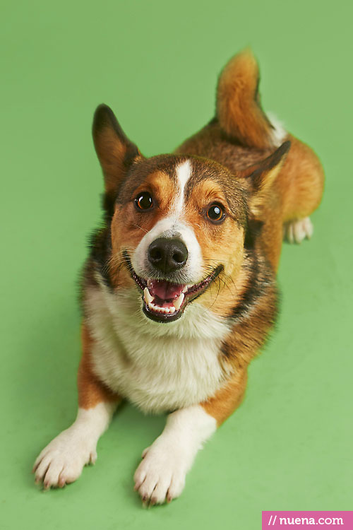 Studio Dog Photographer - Corgi | Nuena Photography by Kira Stackhouse